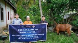 Sambut Idul Adha 1447 H, Bank Sultra Salurkan CSR 23 Ekor Sapi Kurban ke Seluruh Wilayah Sulawesi Tenggara